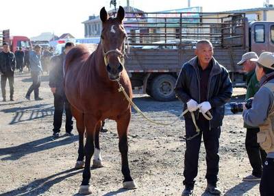 沈陽法庫舉辦中國東北驢交易博覽會 撬動牲畜飼養新機遇